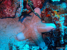 Etoile de merà 5 bites - Menjangan island- Bali